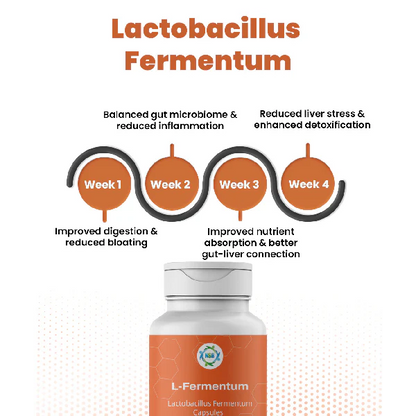 Lactobacillus Ferm
